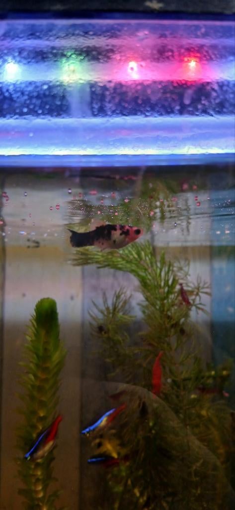 Gratis vissen 1 platty + 4 baby guppies, Dieren en Toebehoren, Vis