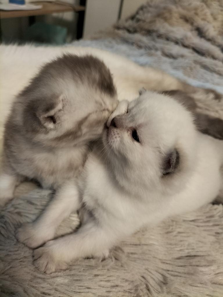 Korthaar kitten, Meerdere dieren, Ontwormd