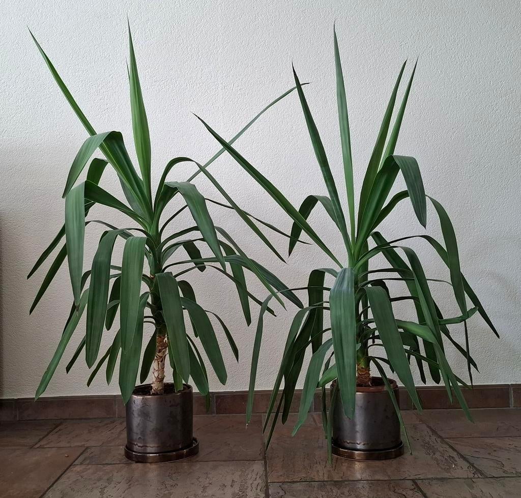2 mooie gezonde Yucca planten (palmlelie), Huis en Inrichting, Kamerplanten, Ophalen, Palm, Halfschaduw, Minder dan 100 cm