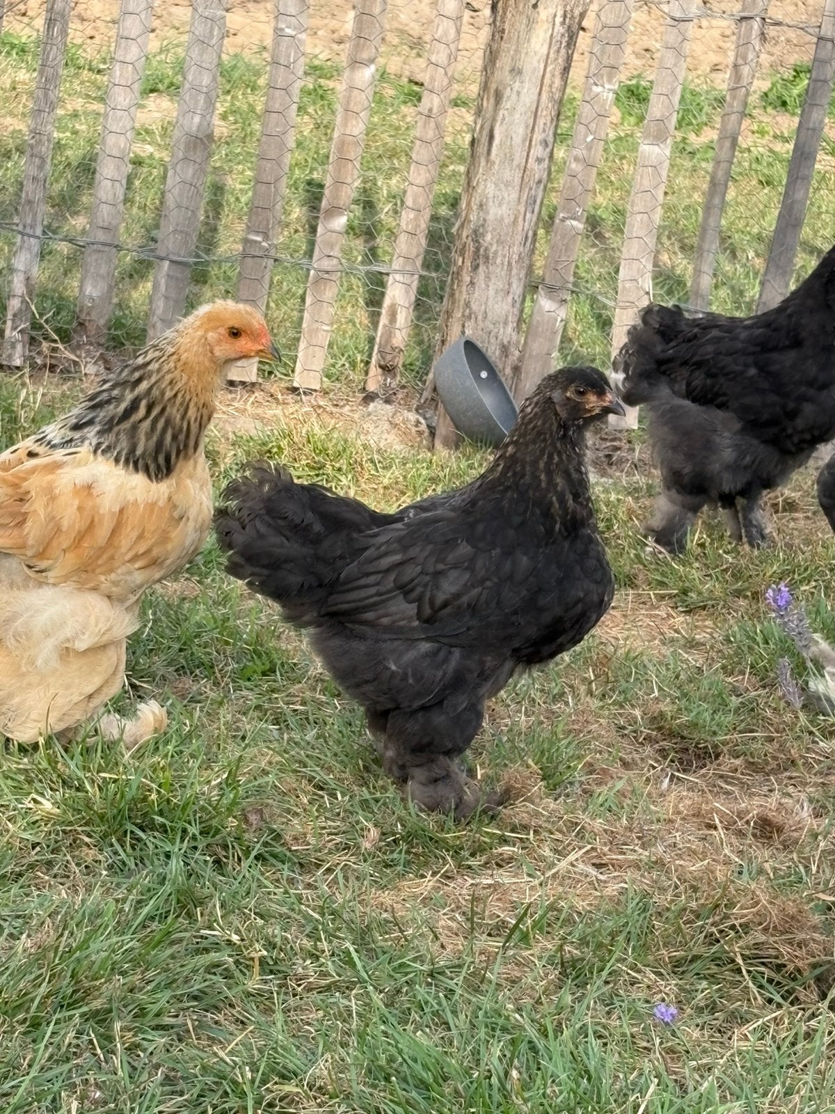 brahma hen kuiken, Dieren en Toebehoren, Pluimvee, Vrouwelijk, Kip