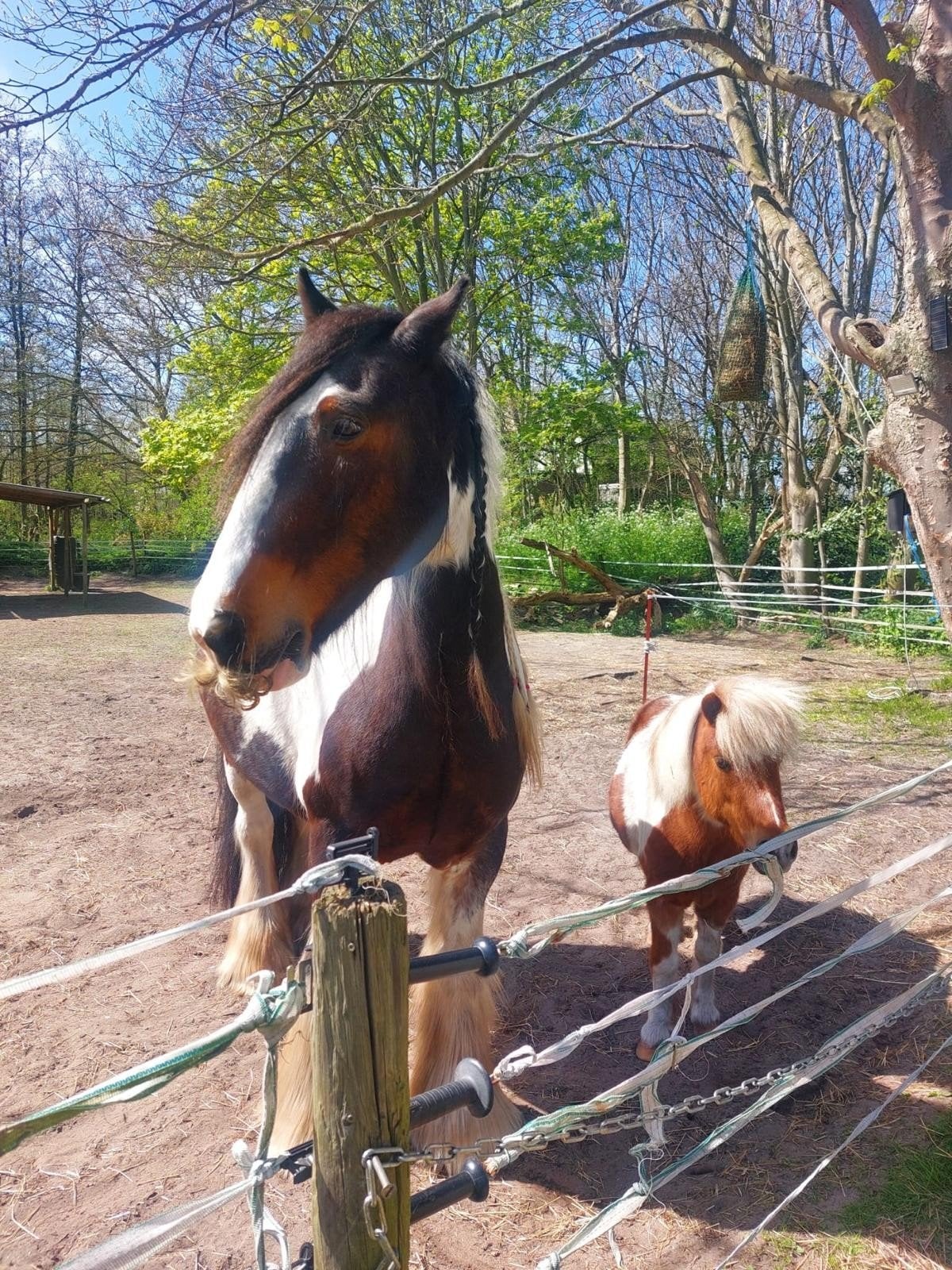 Plekje beschikbaar voor een koudbloed pony, Weidegang