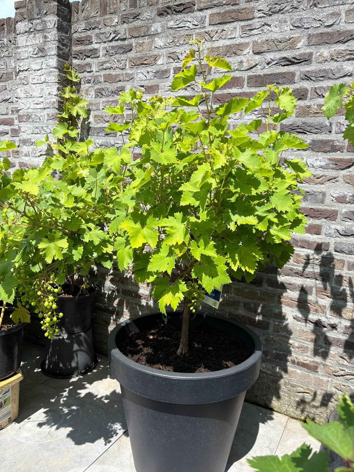Werkelijk schitterende rode druivenrank in luxe pot !!, Ophalen, Lente, Overige soorten, Volle zon