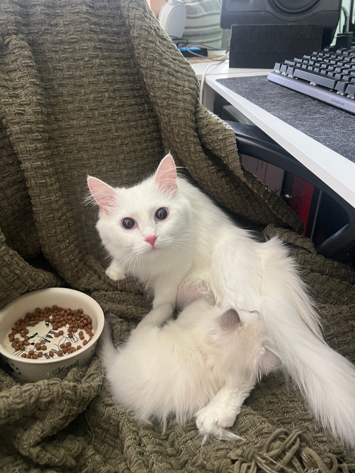 Perzische poes, Poes, 0 tot 2 jaar