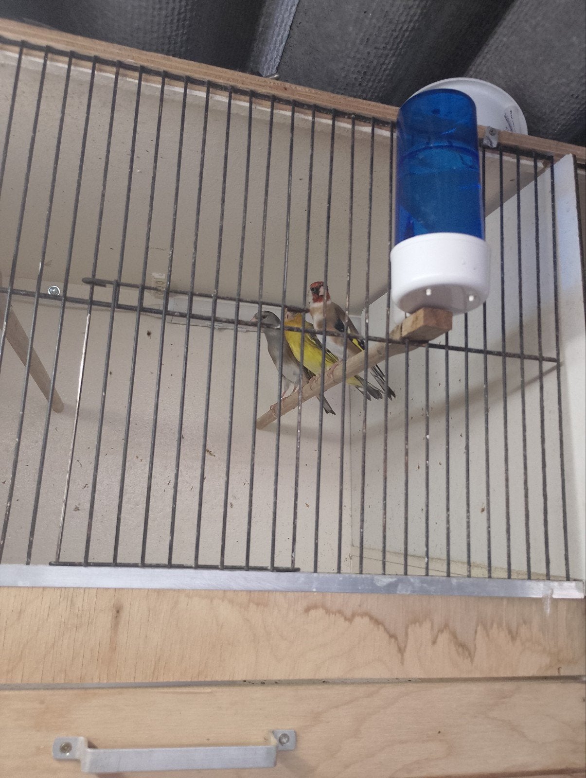 div vogels, Mannelijk, Wildzangvogel