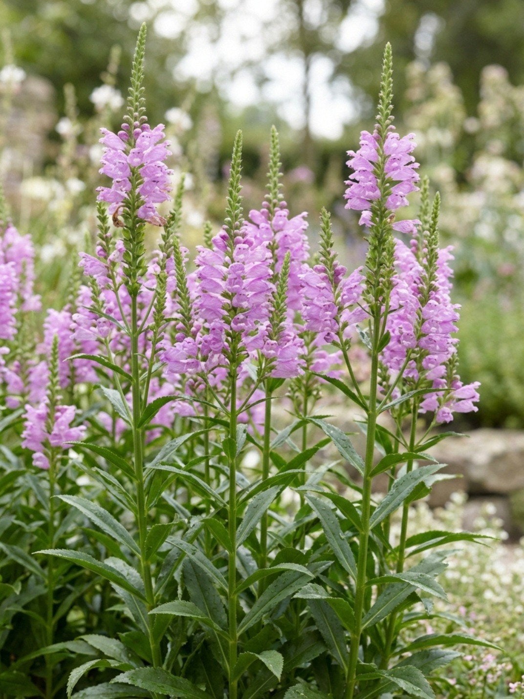 Zaden van Roze Scharnierbloem (Physostegia virginiana), Ophalen of Verzenden, Najaar, Volle zon, Zaad