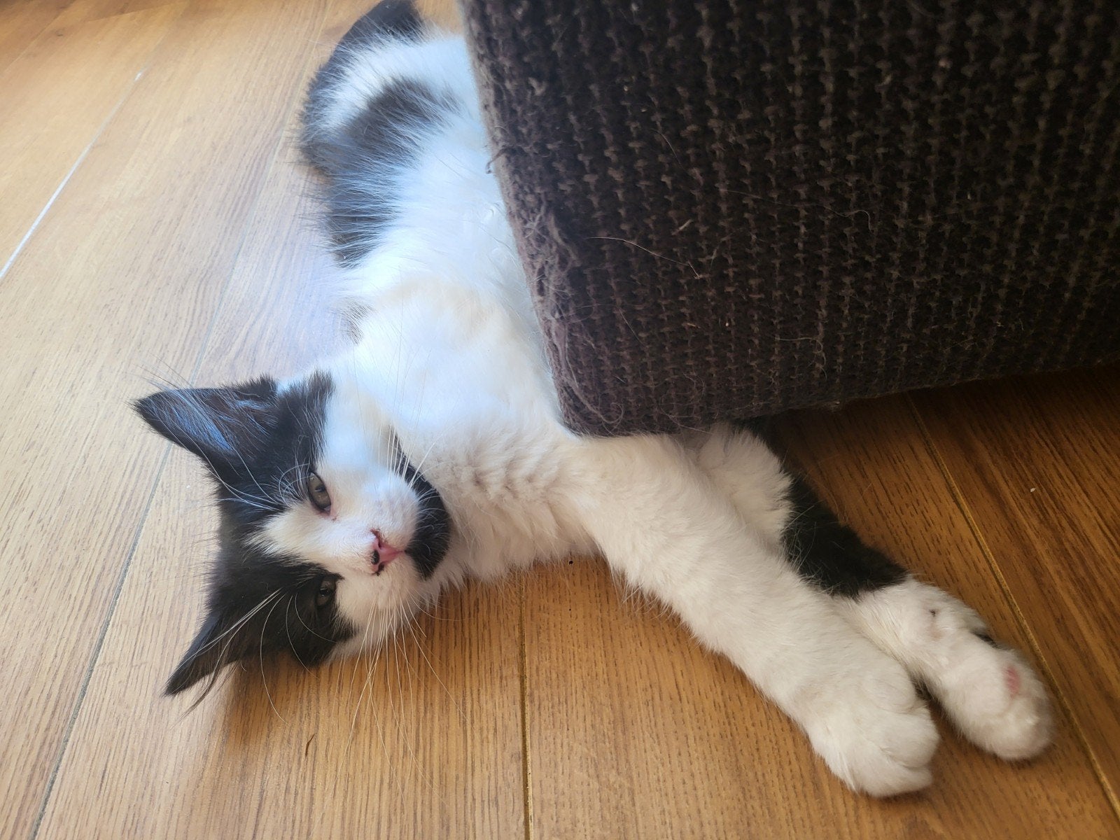 Nog 1 Siberische kitten  met stamboom en herplaats moeder 3, Dieren en Toebehoren, Katten en Kittens | Raskatten | Langhaar, Meerdere dieren