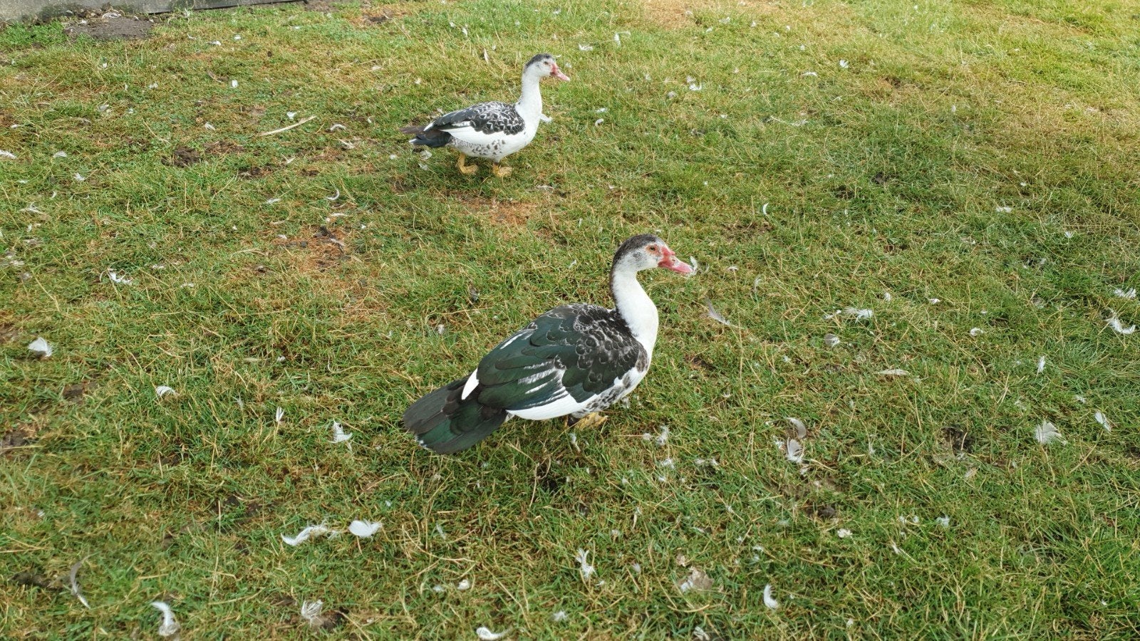 muskuseend man, Dieren en Toebehoren, Pluimvee, Mannelijk, Eend
