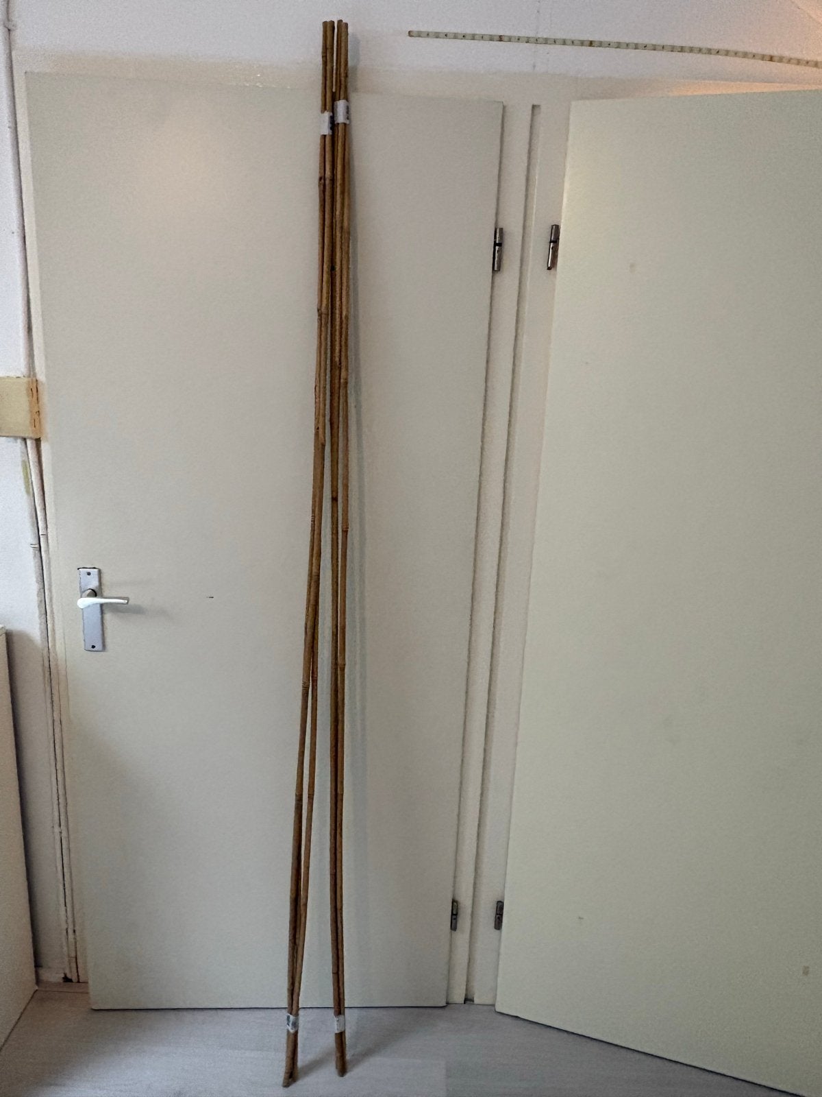Bamboe stokken, diverse lengtes, Ophalen, Nieuw, 250 cm of meer, Overige typen