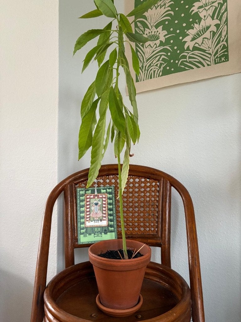 Diverse planten, 5€/stuk, Ophalen, Overige soorten, Halfschaduw, Minder dan 100 cm