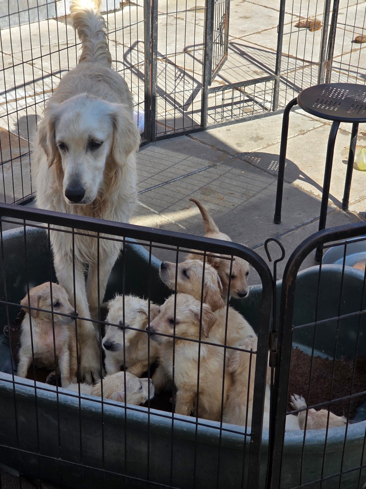 Te Koop Retriever Pups, Overige rassen, 8 tot 15 weken, Parvo, Meerdere
