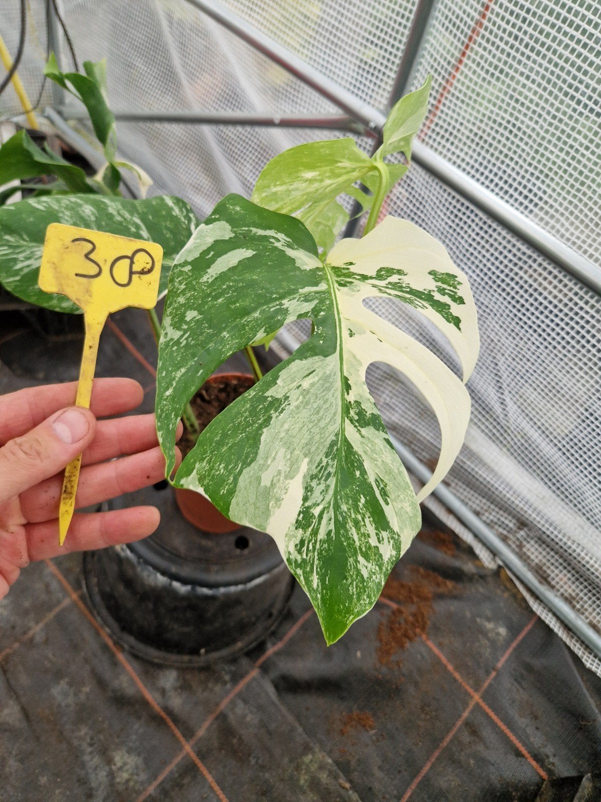 Monstera Deliciosa Albo Variegata kamerplant #38, Ophalen of Verzenden, Halfschaduw, Minder dan 100 cm