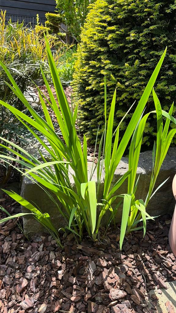 Crocosmia Lucifer, Ophalen, Overige soorten, Volle zon