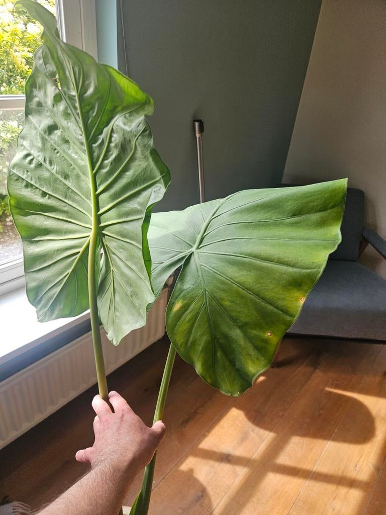 Alocasia te koop, Huis en Inrichting, Ophalen, Halfschaduw, Minder dan 100 cm