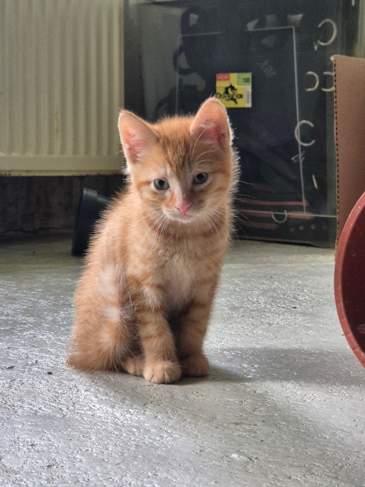 Mooie kittens, Meerdere dieren