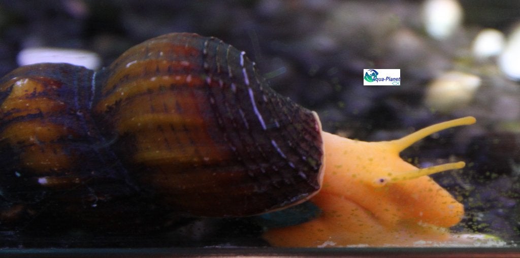 Sulawesi Slak "Mix", Dieren en Toebehoren, Slak of Weekdier, Zoetwatervis