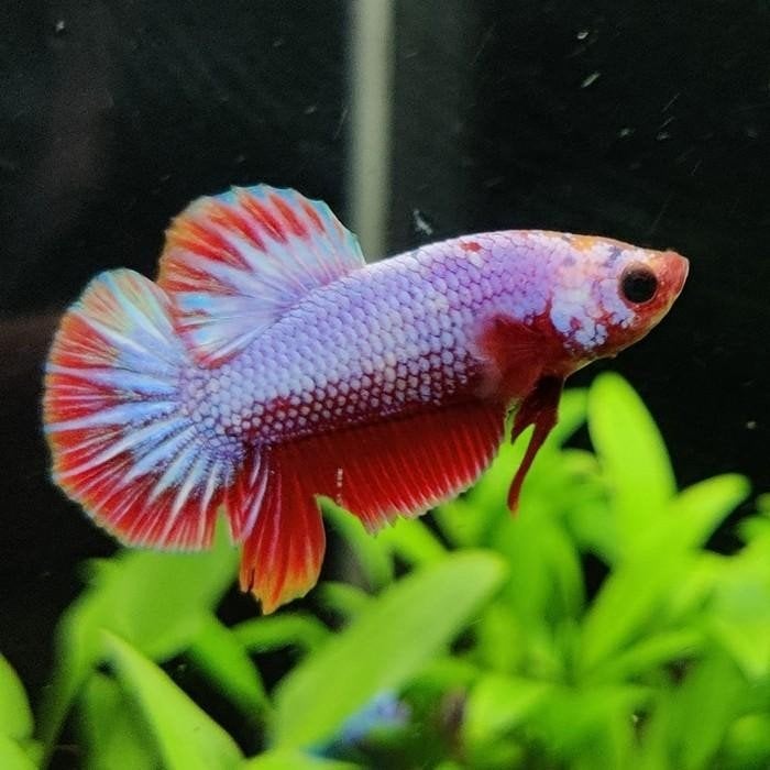betta splendens vrouw, Dieren en Toebehoren, Vis