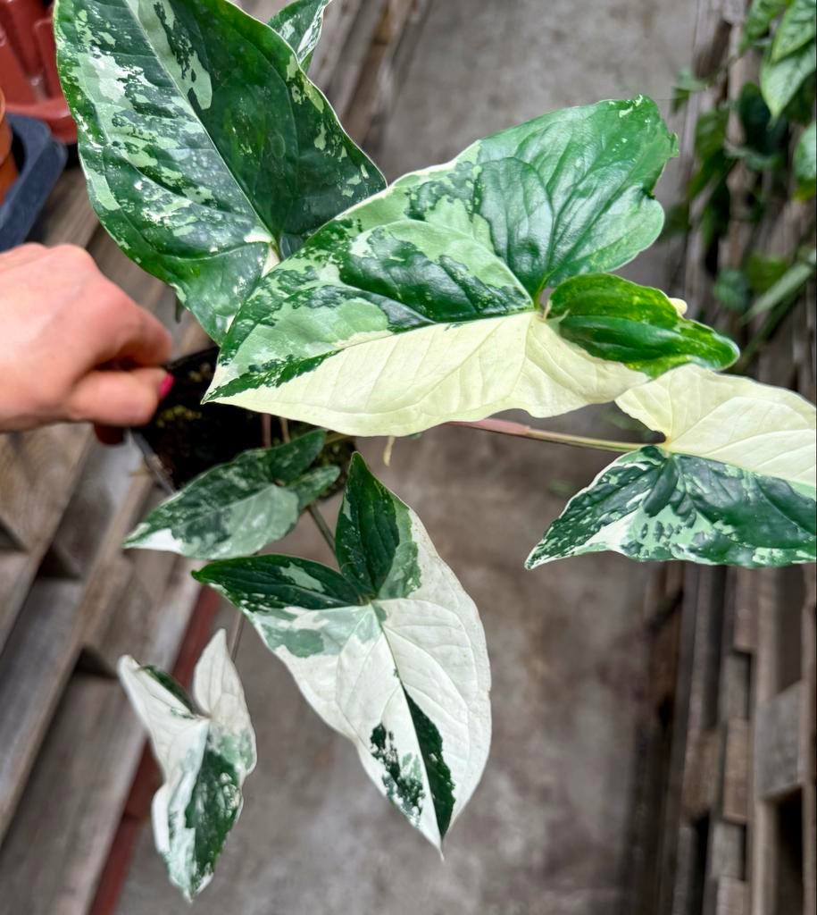 Syngonium Albo, Huis en Inrichting, Ophalen of Verzenden