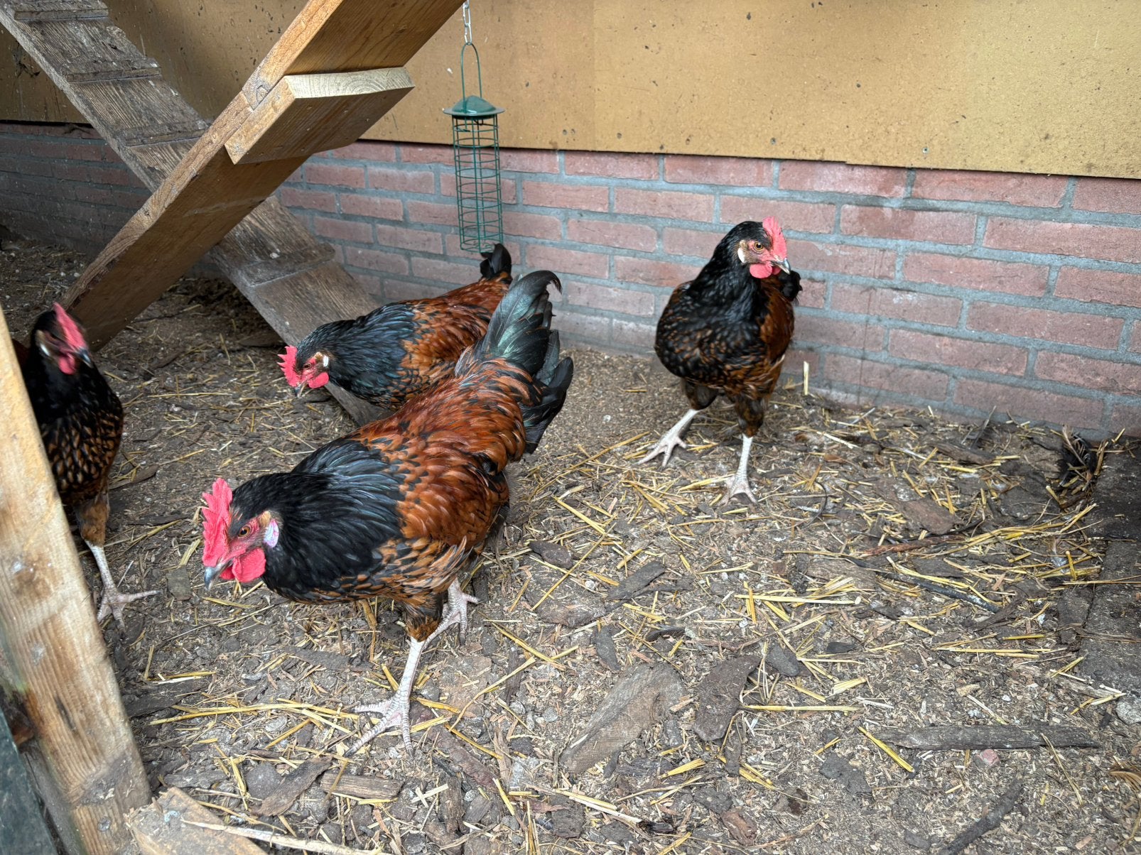 7 jonge hanen kruizing vorwerk/barnevelder, Mannelijk, Kip