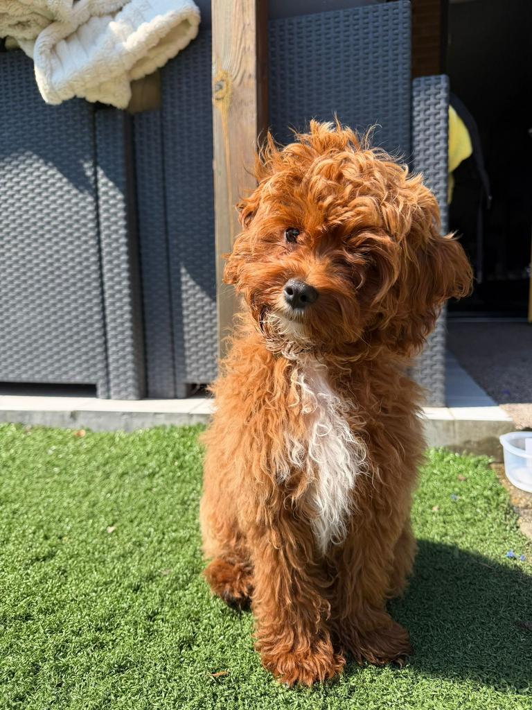 Maltipoo reutje, Dieren en Toebehoren, Honden | Chihuahua's en Gezelschapshonden, 15 weken tot 1 jaar, Parvo, Eén hond, Nederland