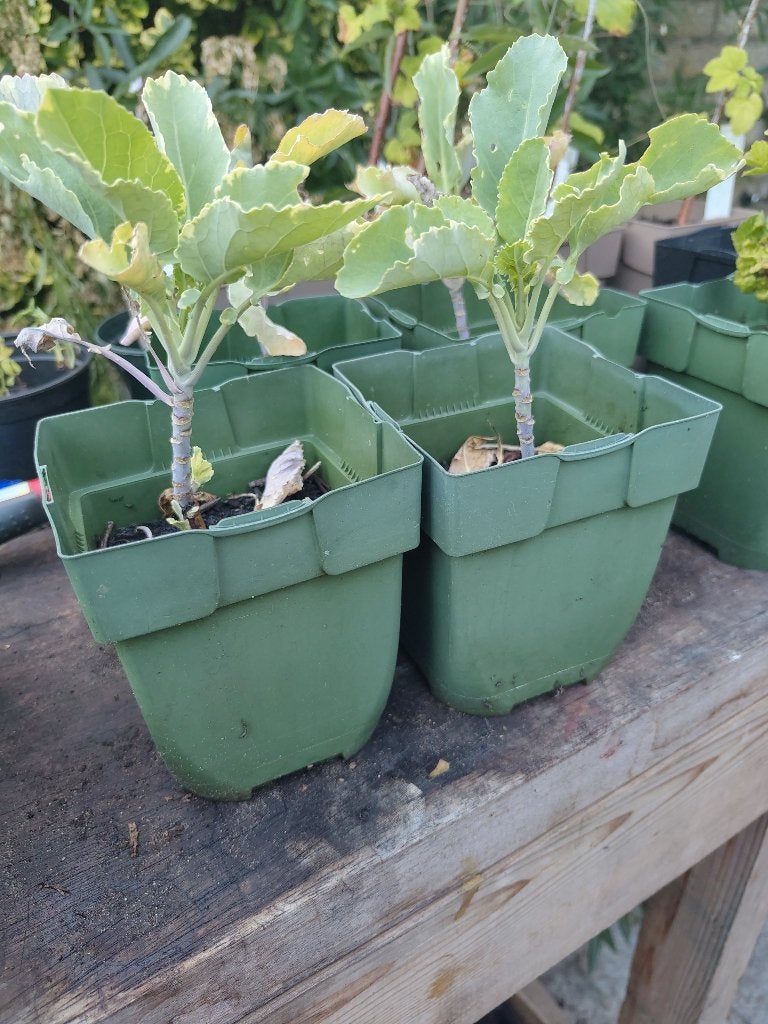 Eeuwige moes, Tuin en Terras, Planten | Tuinplanten, Ophalen, Bloeit niet, Halfschaduw, Groenteplanten