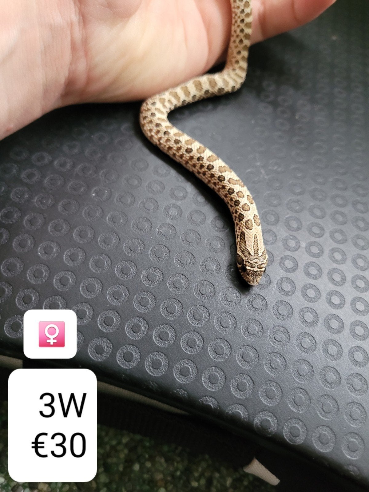 Heterodon Nasicus - Haakneusslang Hognose Snake photo 5