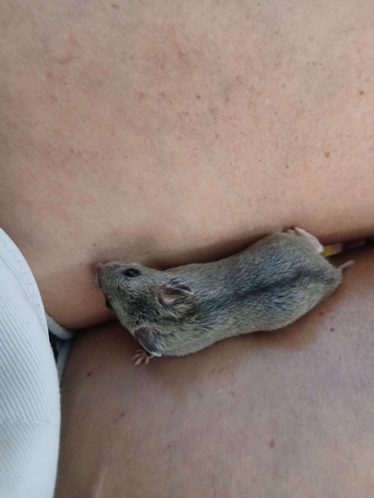 dwerg hamster, Dieren en Toebehoren, Juli, Vrouwelijk