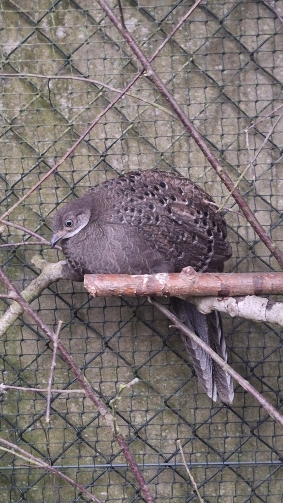 koppel grijze pauwfazant chinquis pauwfazanten, Meerdere dieren, Geringd