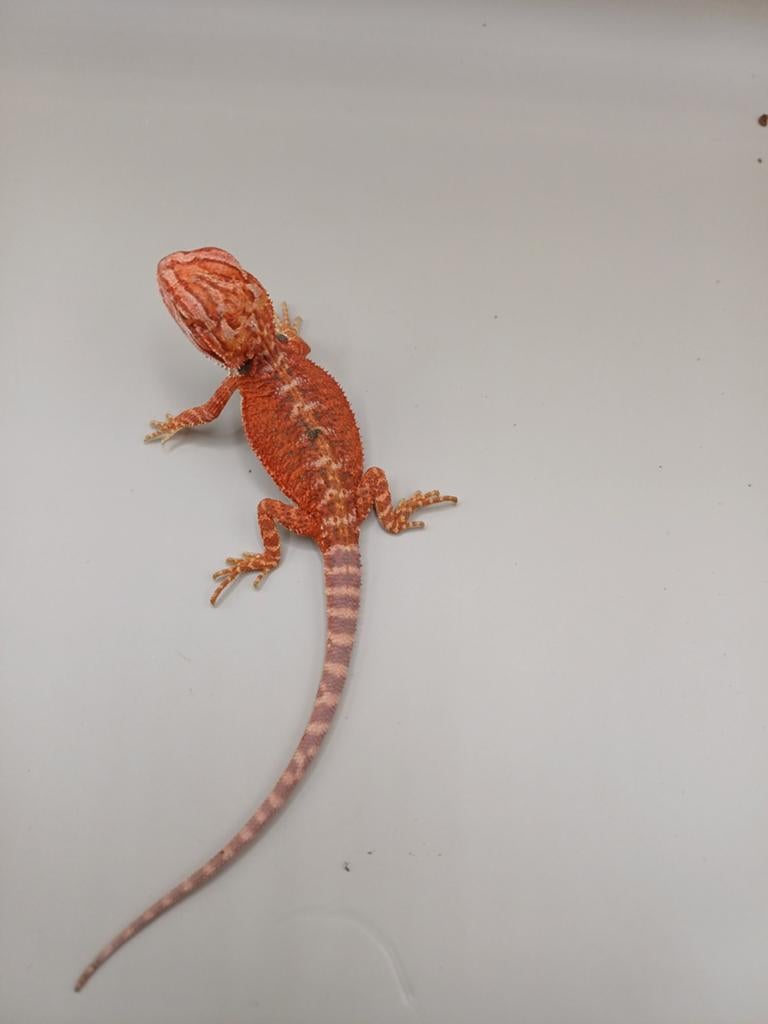 0.0.5 jonge rode baardagamen, Dieren en Toebehoren, Amfibie, 0 tot 2 jaar