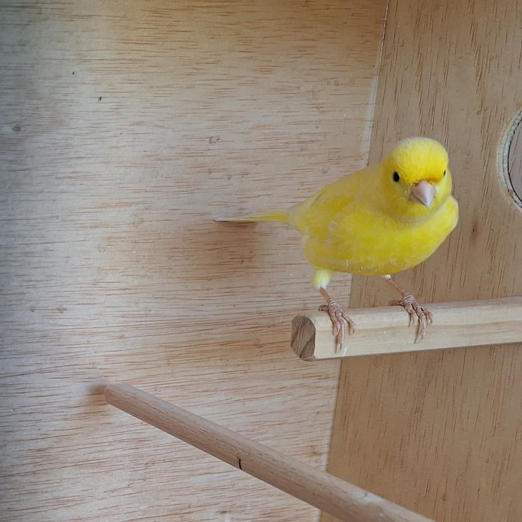 Geweldige gele zangkanarie, Dieren en Toebehoren, Mannelijk, Zangkanarie