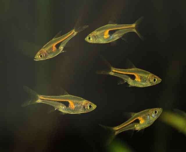 koppel rasbora hengeli 3cm te koop scholenvissen, Vis, Zoetwatervis, Schoolvis