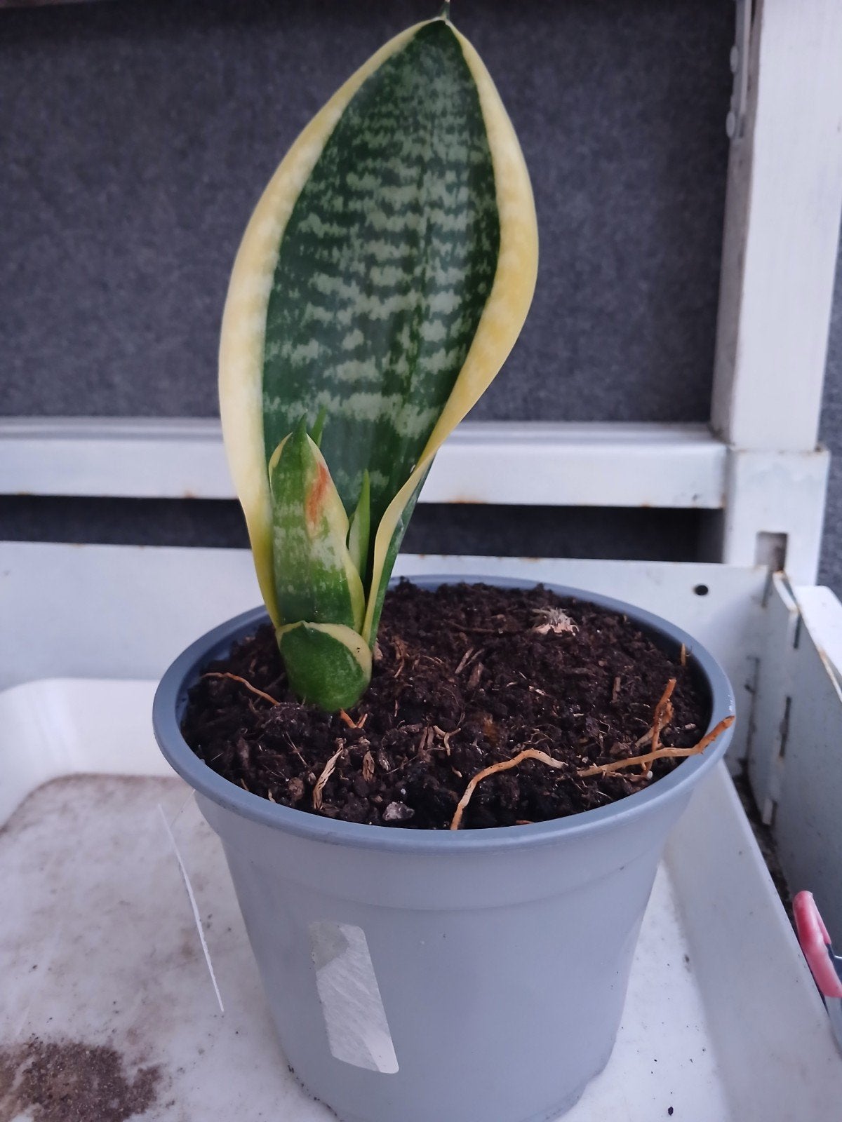 Sansevieria, vogelnest, Ophalen, Halfschaduw, Minder dan 100 cm