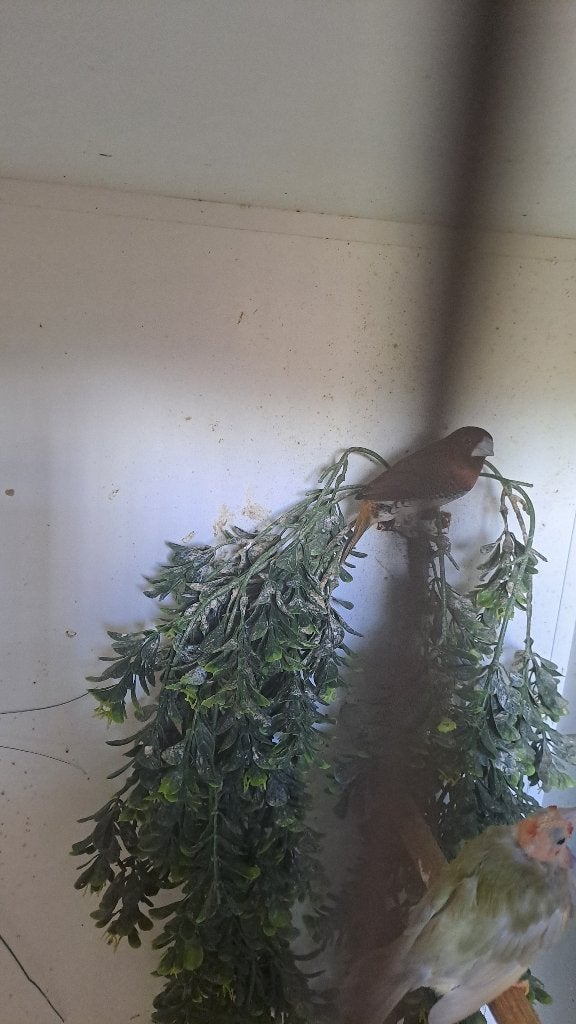 3x Kruising rietvink met ?, Meerdere dieren, Tropenvogel