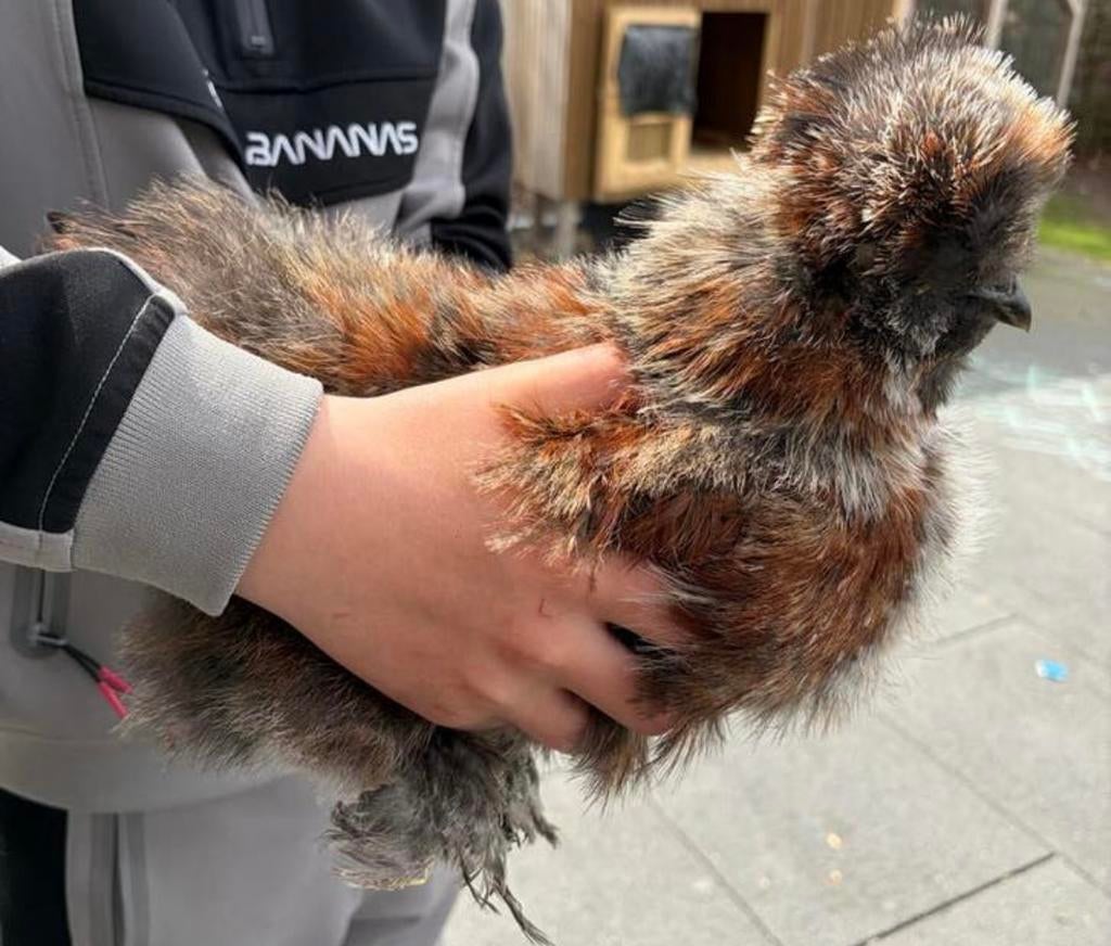 Zijdehoen haantje, Dieren en Toebehoren, Pluimvee, Mannelijk, Kip
