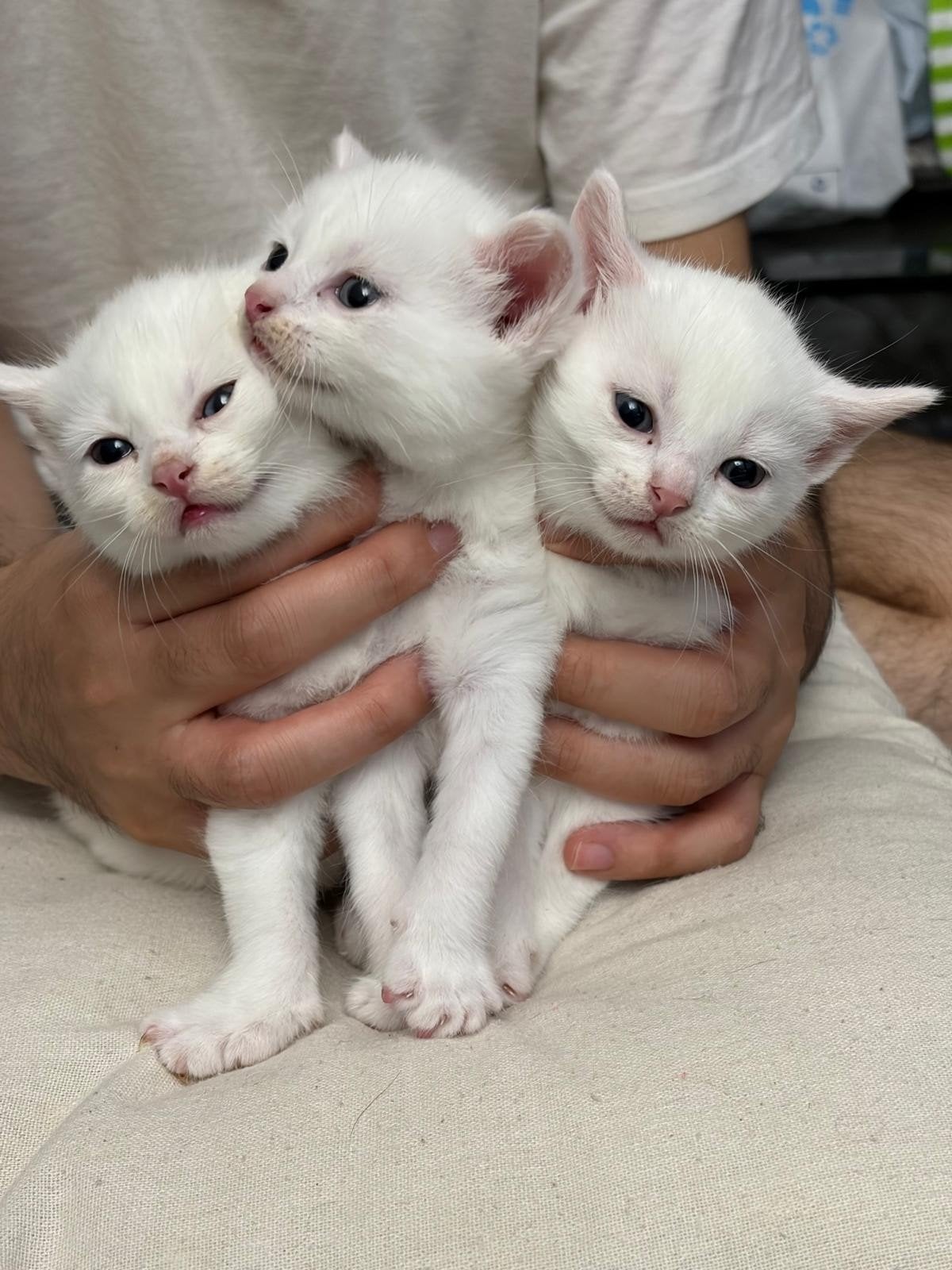 4 Witte kittens te koop, Meerdere dieren, Kortharig, 0 tot 2 jaar