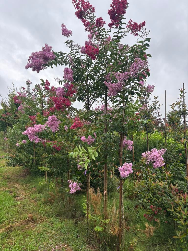 Indische sering lagerstroemia vele soorten, rijke bloei, Ophalen, Bloeit niet, Halfschaduw, Overige soorten