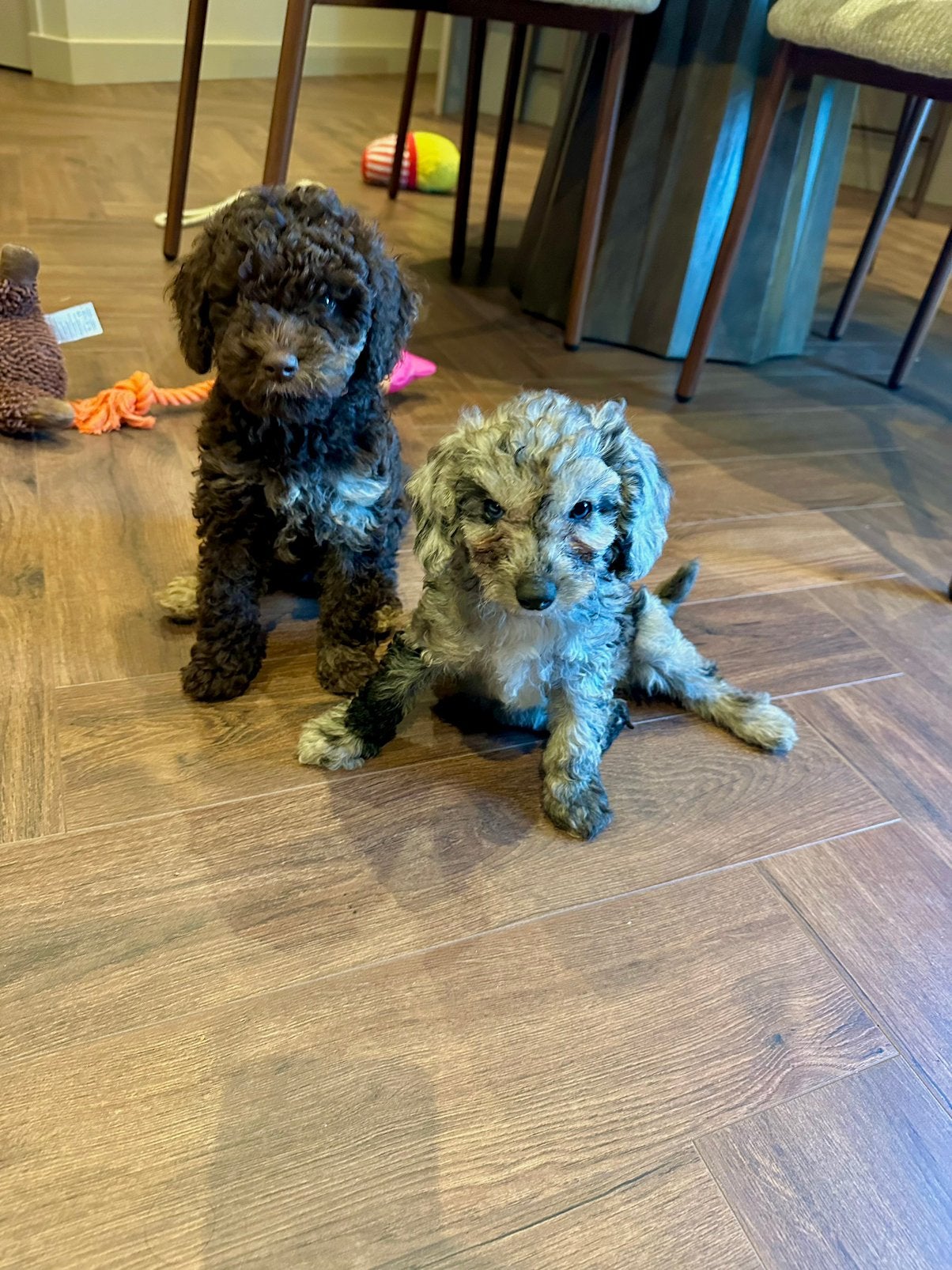 Super sociale mini doodle teefjes puppys, Dieren en Toebehoren, Overige rassen, 8 tot 15 weken, Meerdere, Meerdere dieren