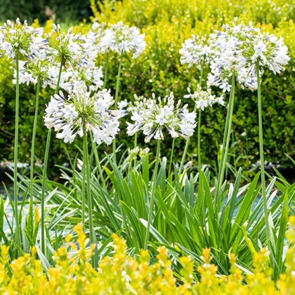 Witte agapanthus te koop, Ophalen, Vaste plant, Overige soorten, Volle zon