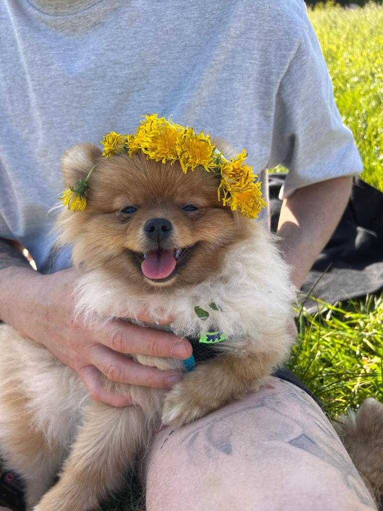 Pommeren, België, Particulier, Keeshond, 15 weken tot 1 jaar