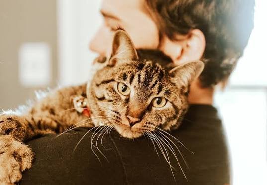 Hond kat en knaagdier aangeboden, Dieren en Toebehoren, Meerdere dieren, Overige typen, Tam, September