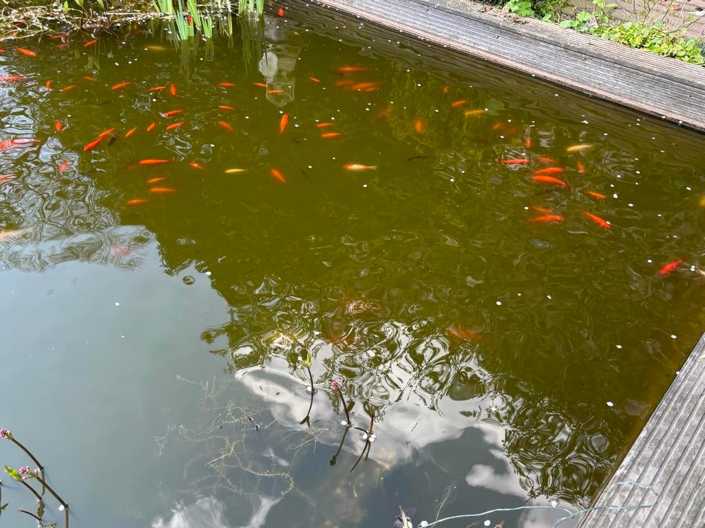 Goudwinde /goudwindes / goud winde, Dieren en Toebehoren, Vissen | Vijvervissen, Karper of Koi