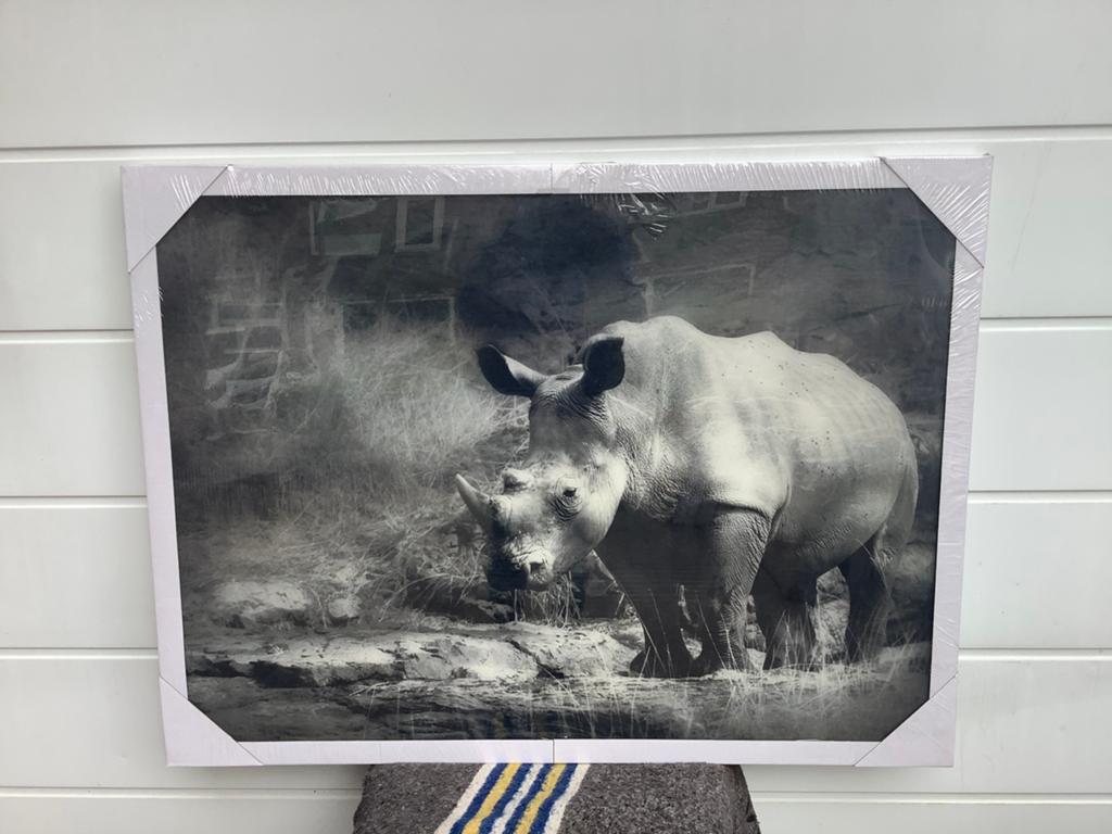 Rhino  foto ingelijst, Ophalen, Nieuw, Foto of Poster