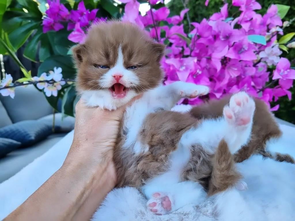Top Quality Cinnamon Britse kittens, Dieren en Toebehoren, Katten en Kittens | Raskatten | Korthaar, Kater, Met stamboom, 0 tot 2 jaar