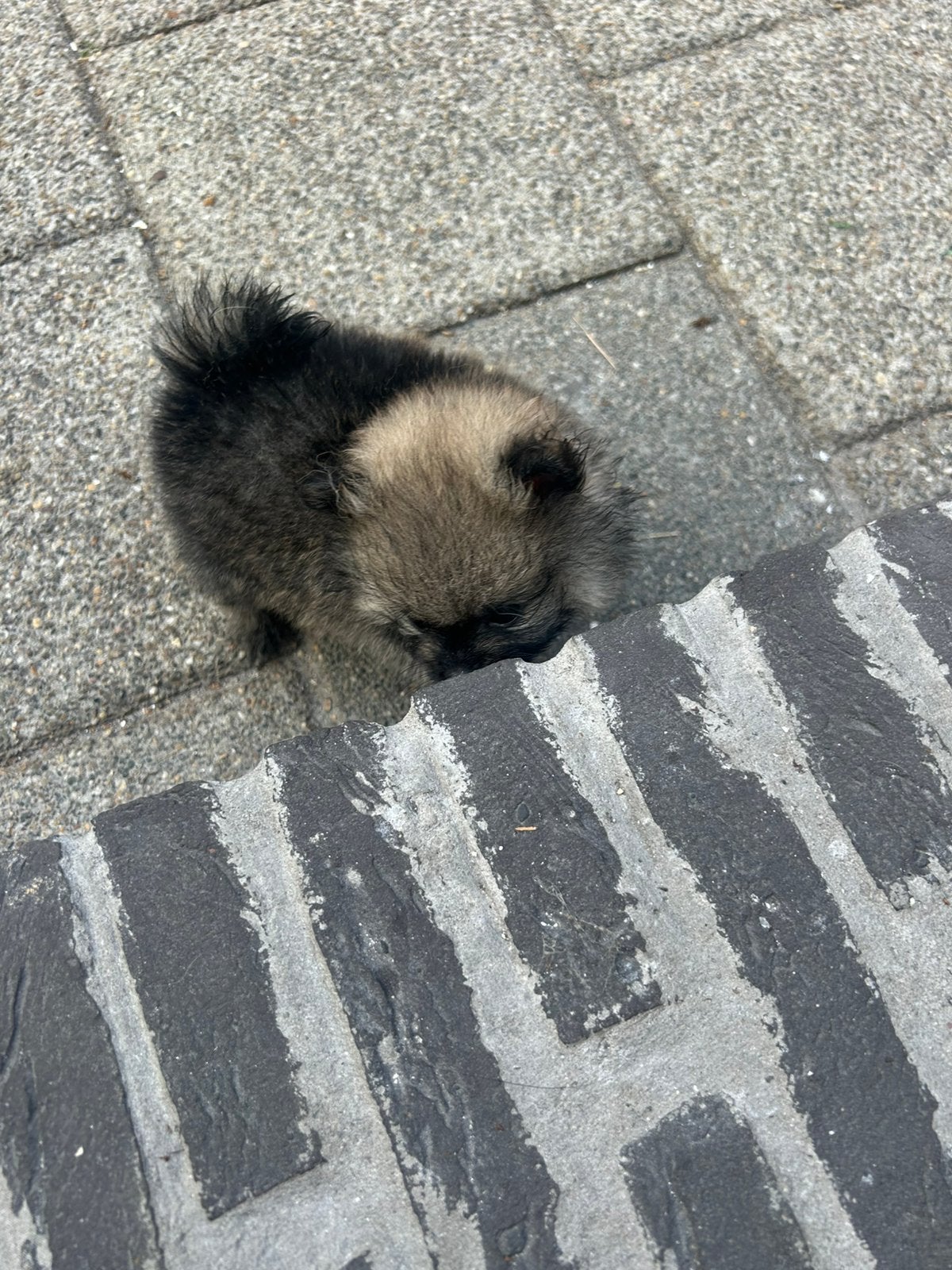 Te koop pomeriaan pups, Parvo, Overige rassen, 8 tot 15 weken, Meerdere