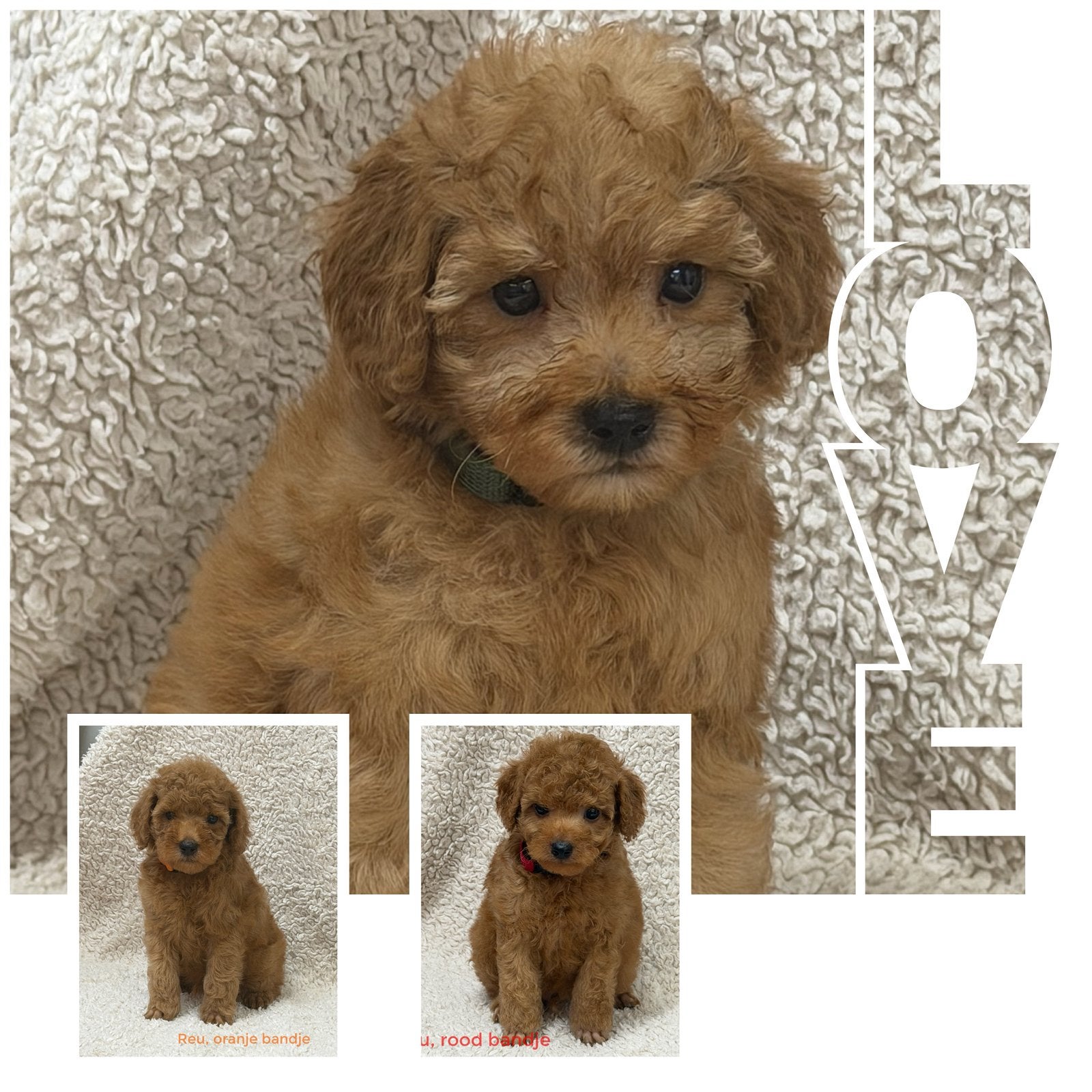 Rode Dwergpoedel pups, Poedel, Reu, CDV (hondenziekte), 8 tot 15 weken
