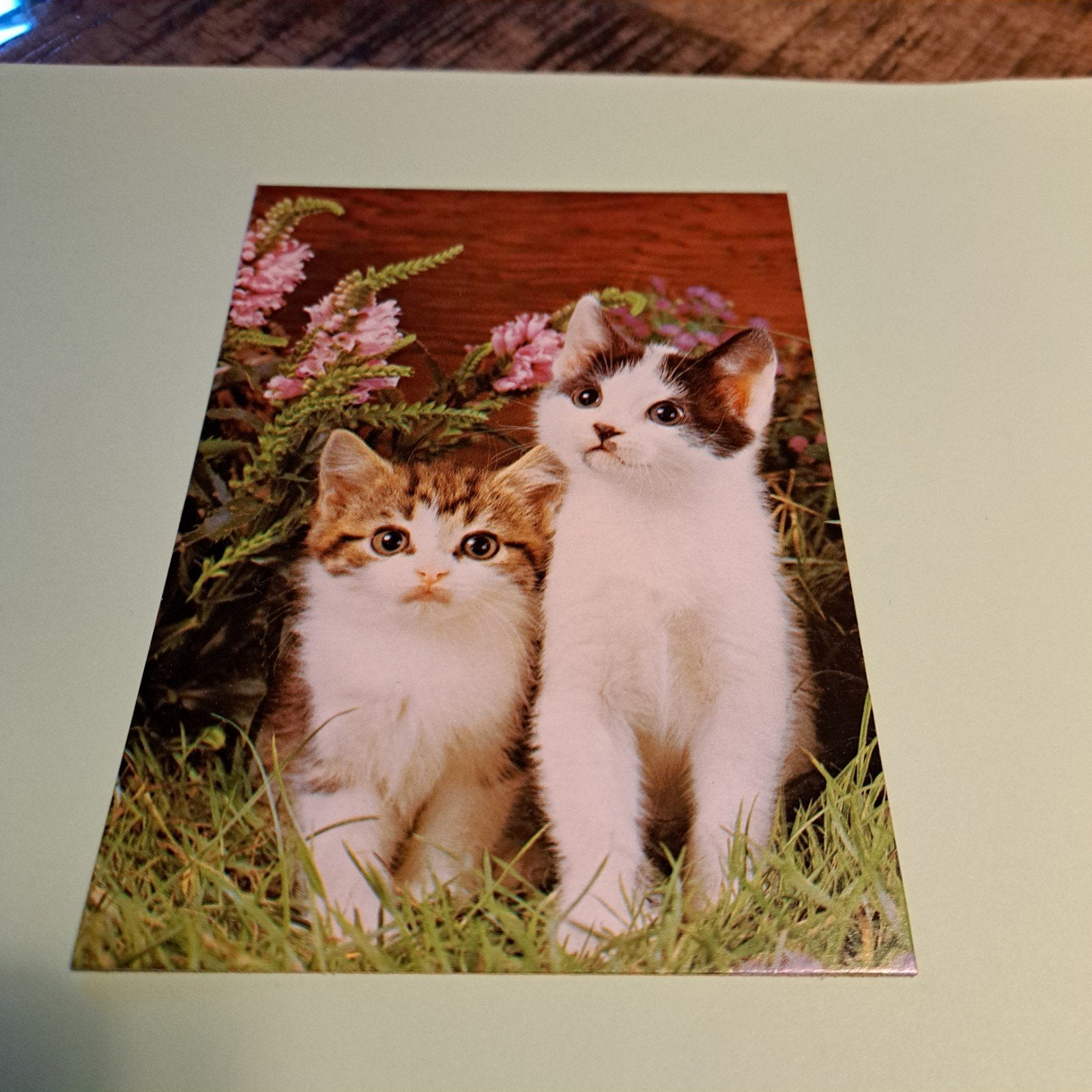 Ansichtkaart met twee schattige kittens in de tuin, Ophalen of Verzenden, 1980 tot heden, Ongelopen