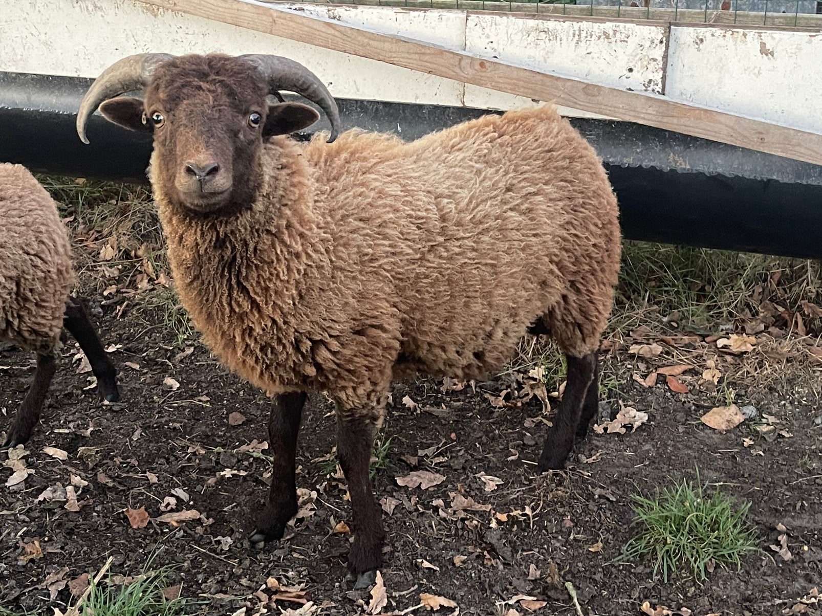 Ouessant rammetje, Dieren en Toebehoren, Mannelijk, Schaap