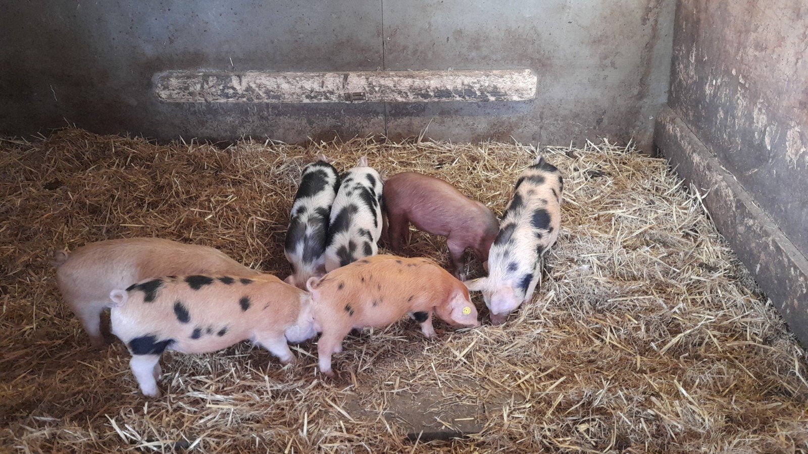 Jonge Biggetjes, Dieren en Toebehoren, Meerdere dieren, Schaap