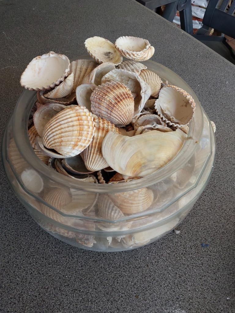 Glazen schaal met schelpen, Ophalen