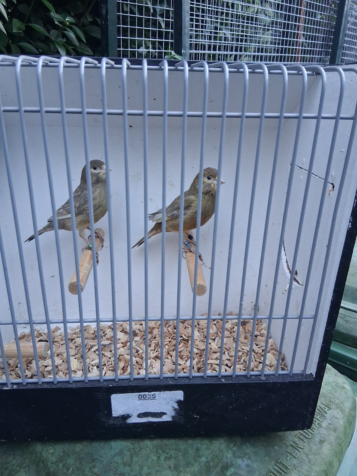 2 kanaries mannen, Dieren en Toebehoren