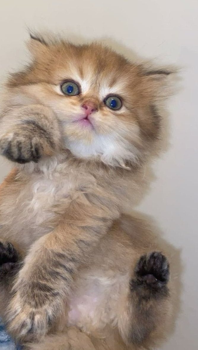 4 Britse langharige kittens, Dieren en Toebehoren, Meerdere dieren